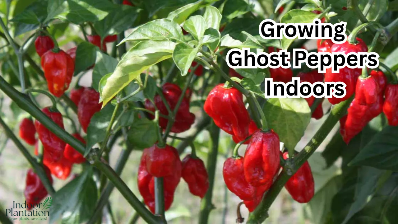 Growing Ghost Peppers Indoors: A Simple Step-by-Step Guide