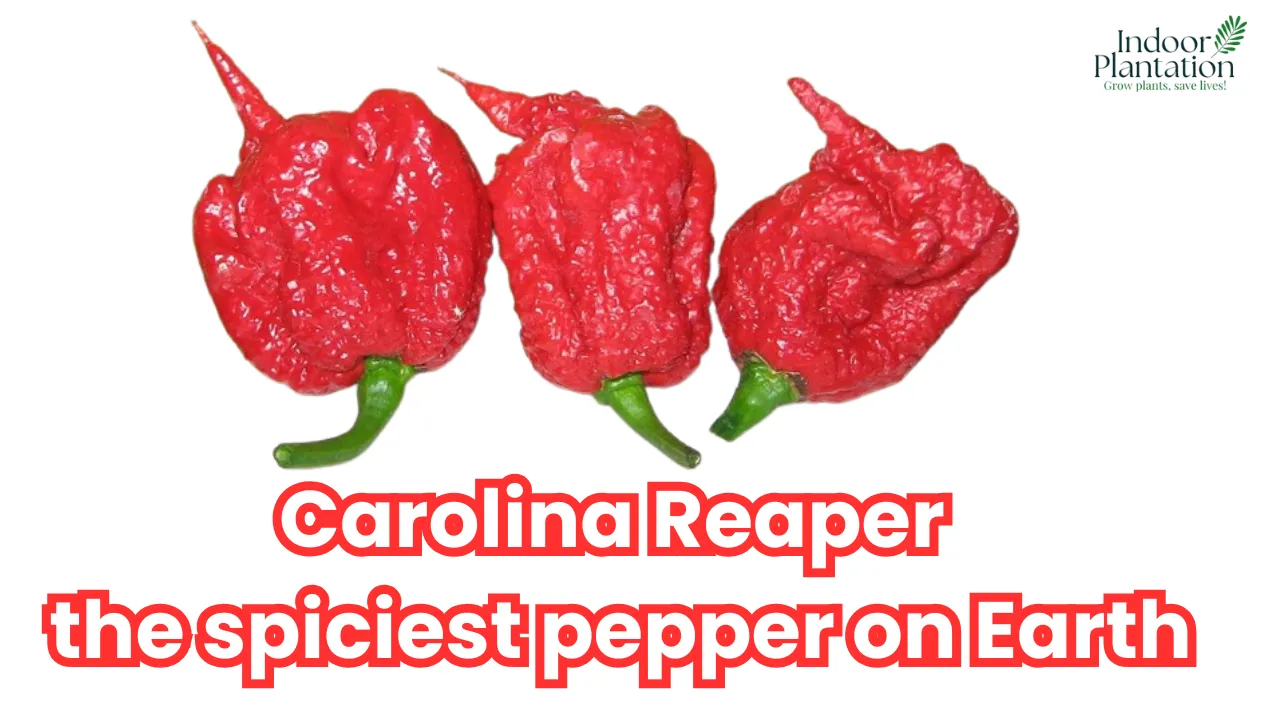 Carolina Reaper World Hottest Pepper Facts