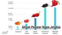 Bhut Jolokia Scoville Scale the True Heat of Ghost Pepper