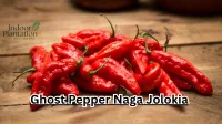 Ghost Pepper Naga Jolokia: Everything About Indias Famous Chili