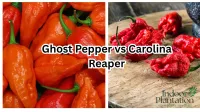 Ghost Pepper vs Carolina Reaper: Which is Hotter?