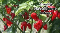 Growing Ghost Peppers Indoors: A Simple Step-by-Step Guide