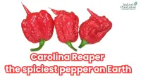Carolina Reaper World Hottest Pepper Facts