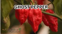 Why Is the Ghost Pepper So Spicy? The Science Behind Bhut Jolokias Extreme Heat