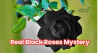 Real Black Roses Mystery, Meaning, and Growing Tips