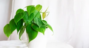 Philodendron plant