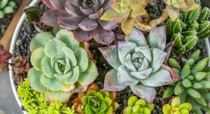 Succulent plants