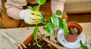 pothos plant