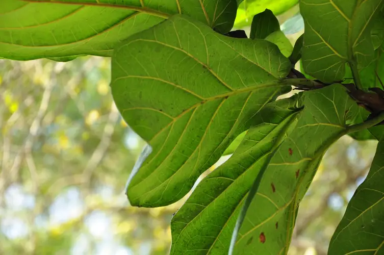 Fiddle Leaf Fig