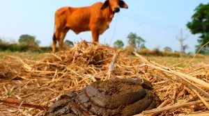 Cow dung