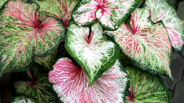 Caladium Flower Bulbs for indoor