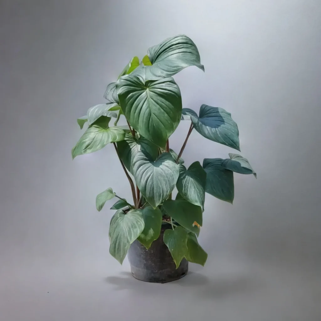 Philodendron plant