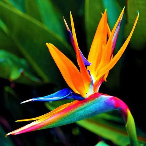 Bird of Paradise