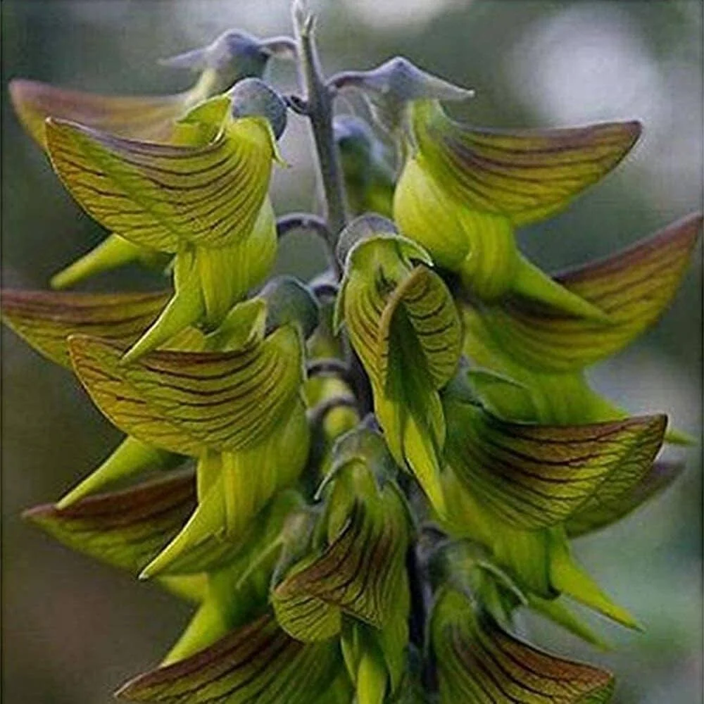 Green Bird Flower