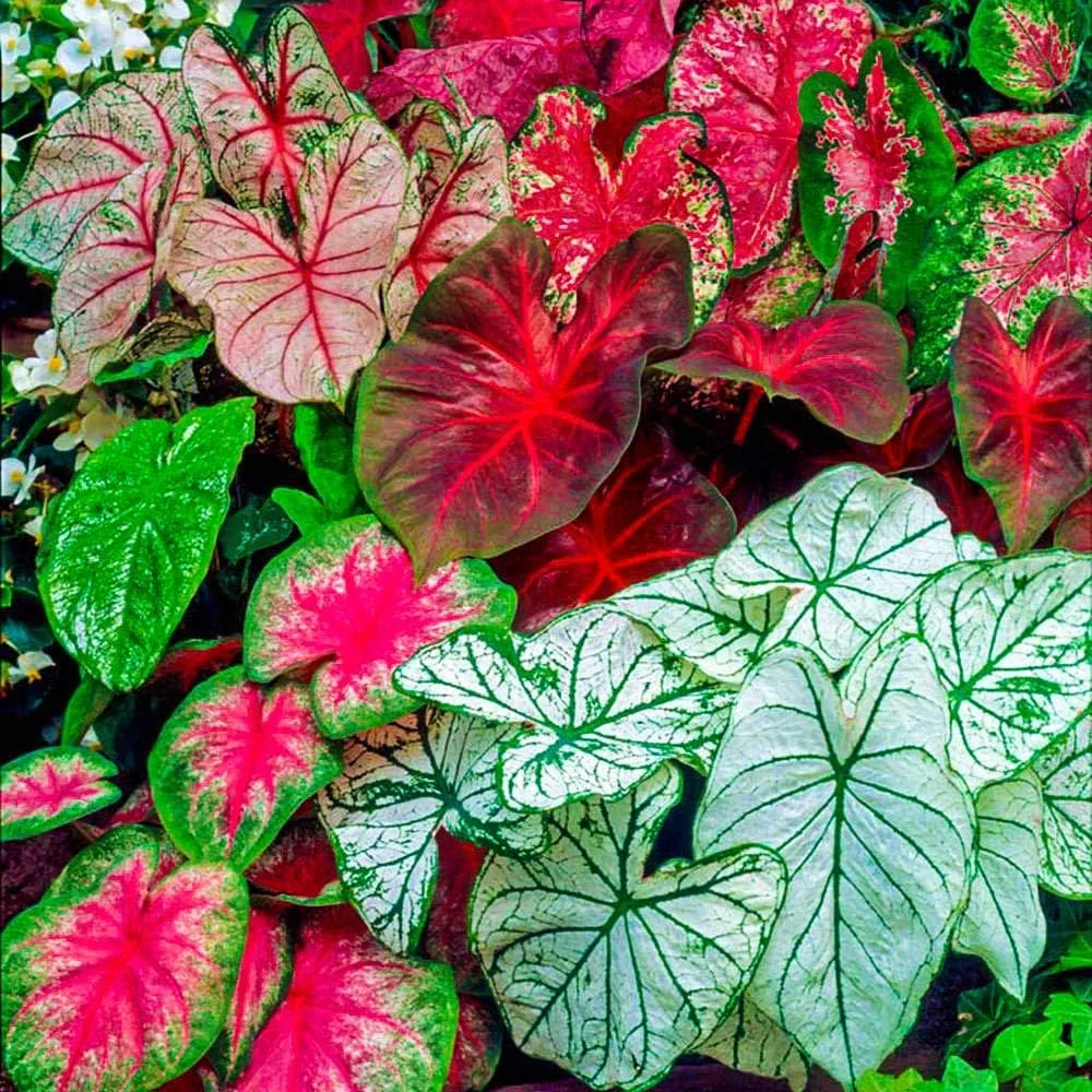 Caladium Flower Bulbs indoor