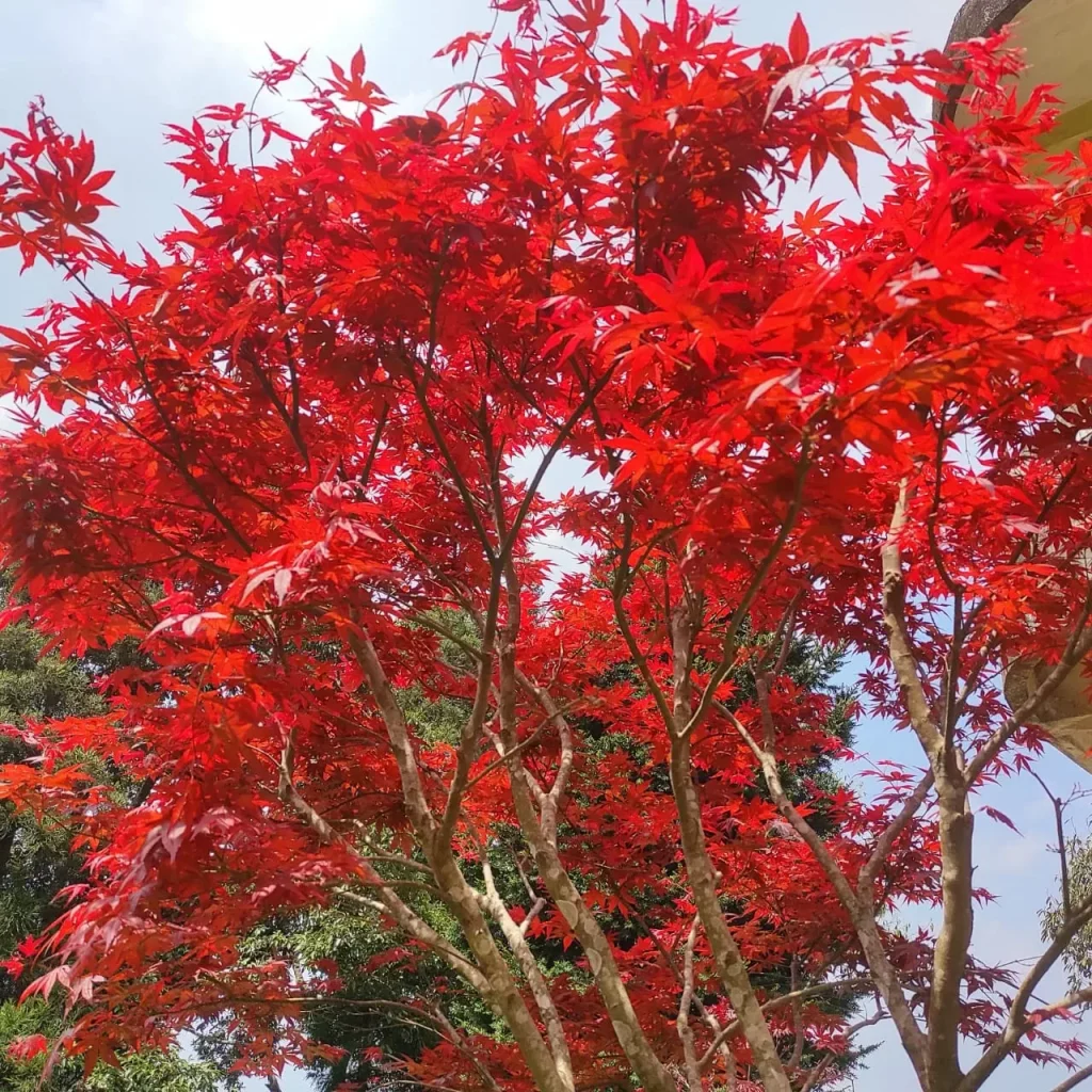 Japanese Maple