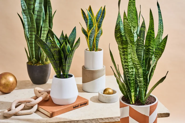 Snake plant (Dracaena trifasciata)