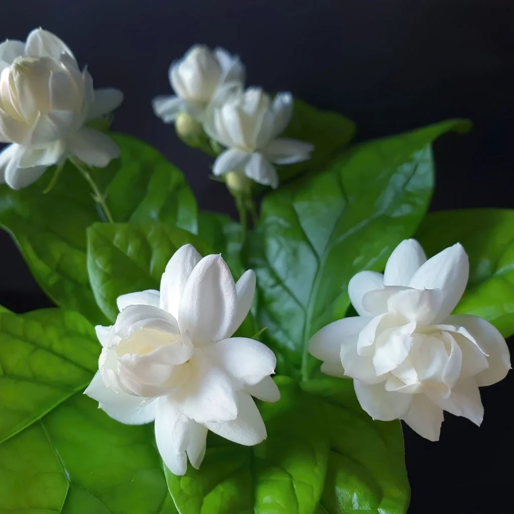 Arabian Jasmine Jasminum sambac