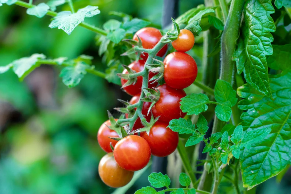 Cherry tomato