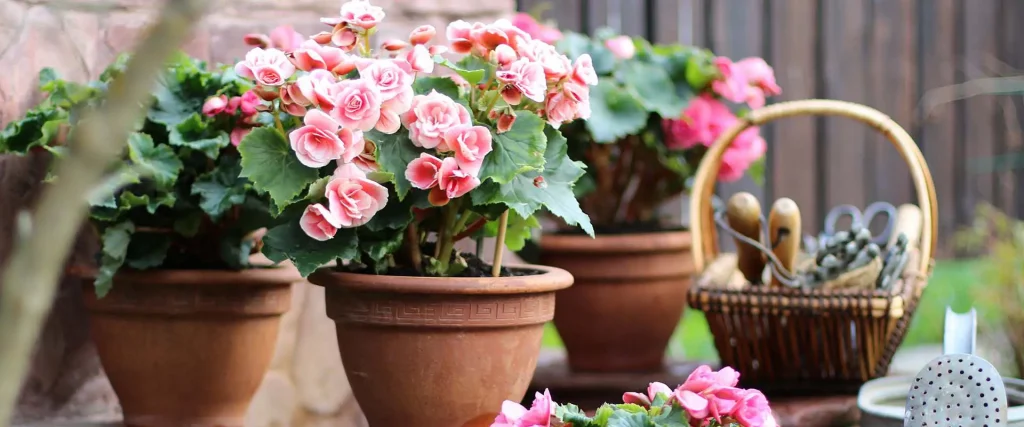 Begonia Plants