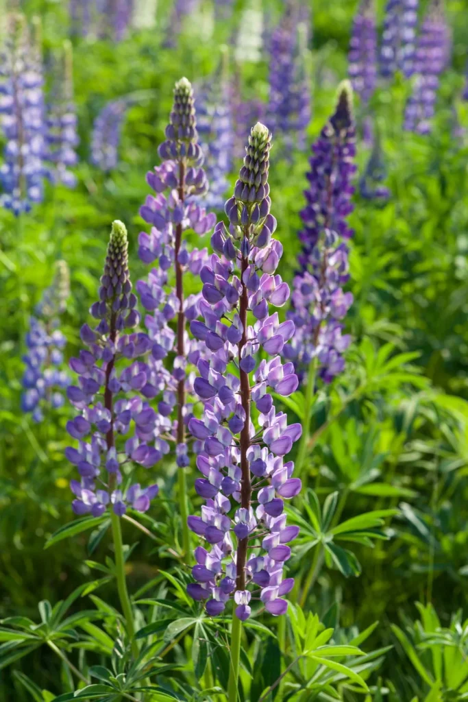 Perennial flowers