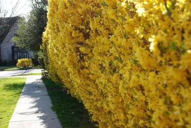 Creating a Forsythia Hedge