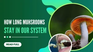 How Long Do Mushrooms Stay in Your System?