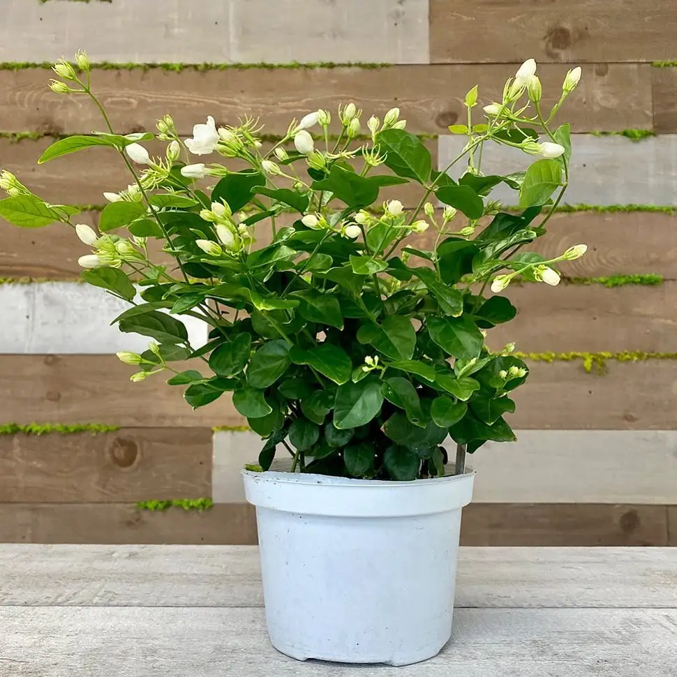 How to Plant Jasmine in a Pot