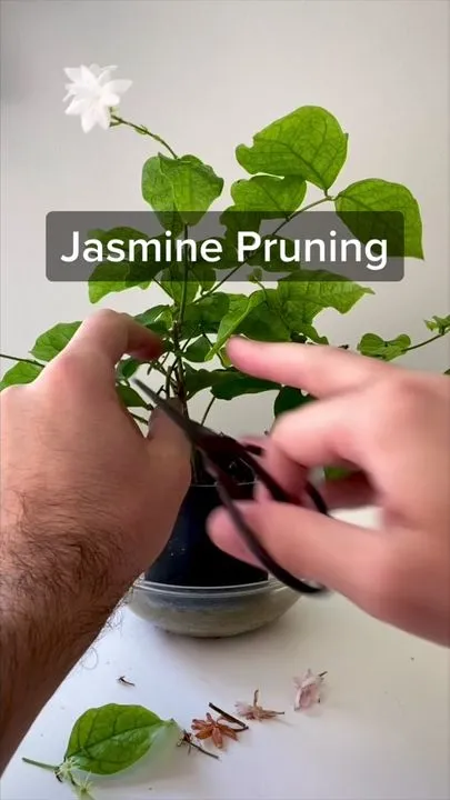 How to Prune a Jasminum Sambac