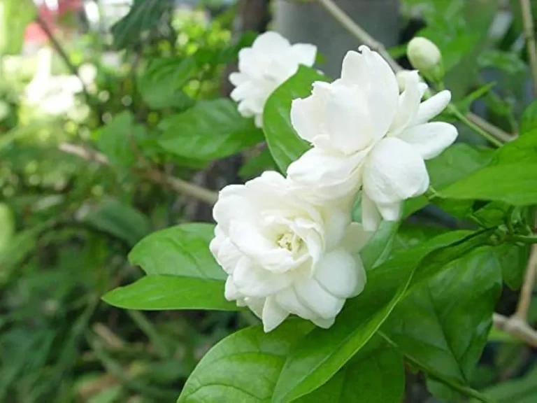 Jasminum Sambac