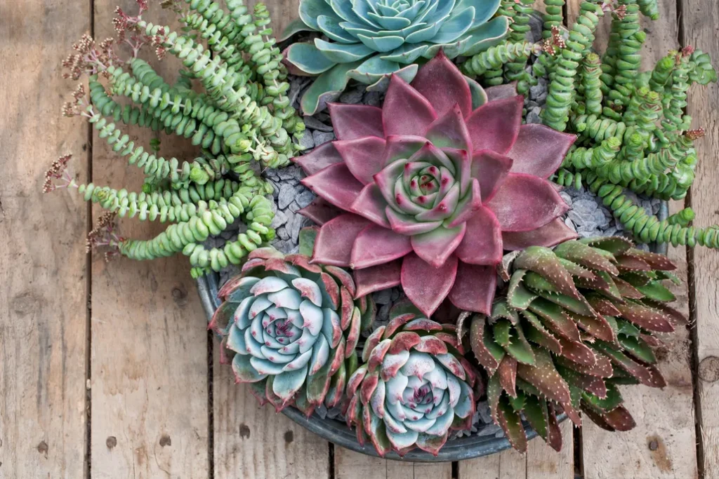 Succulent plants