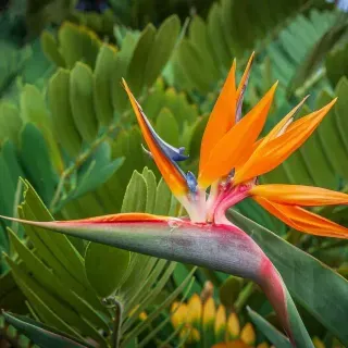 Bird of Paradise