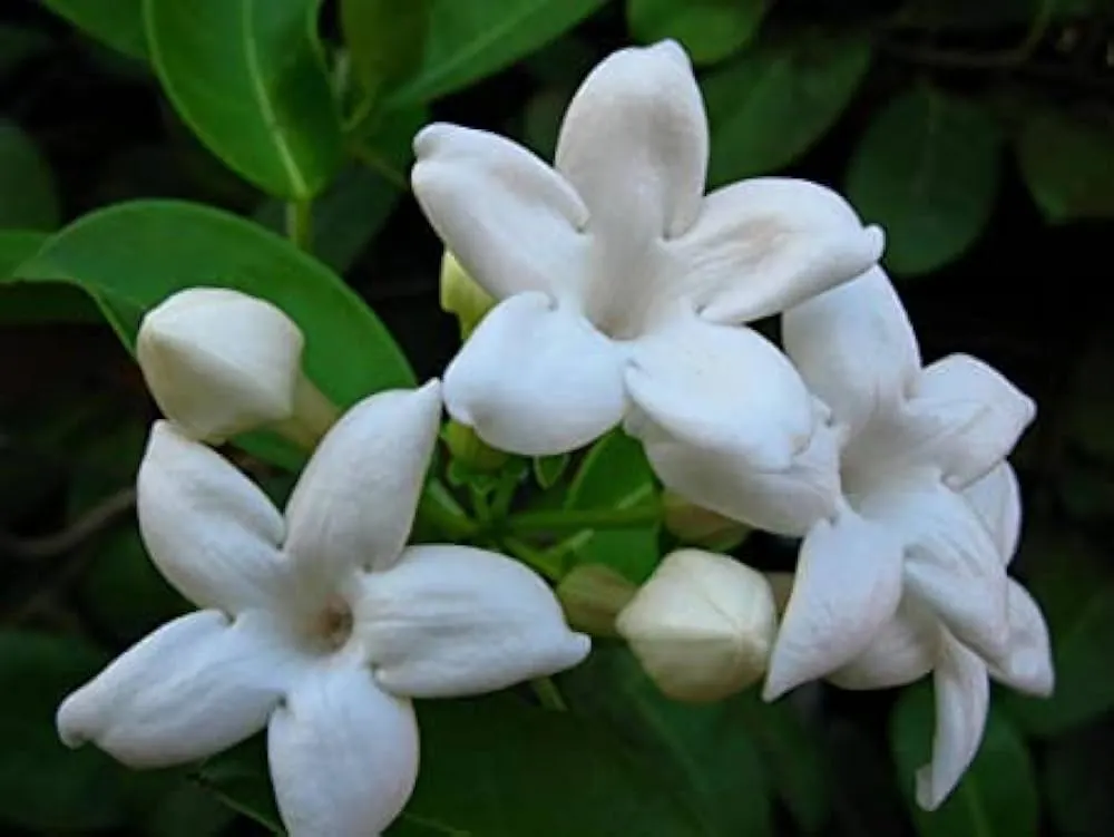 Madagascar Jasmine Stephanotis floribunda