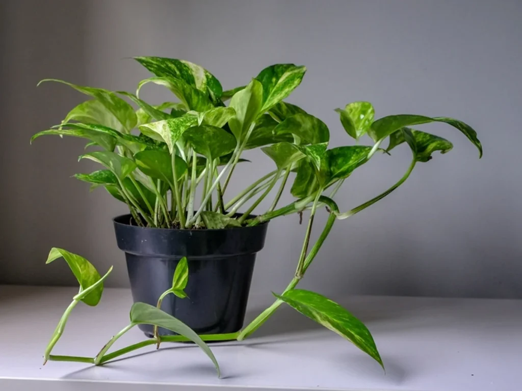 money plant