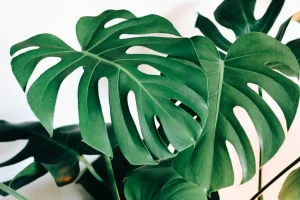 Monstera plant