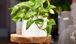 pothos plant