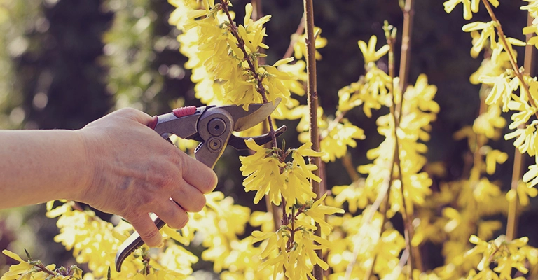 Planting Forsythia cutting