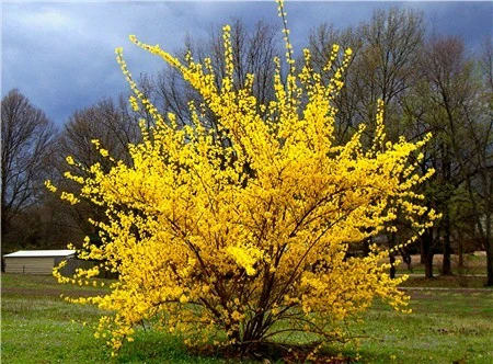 Planting Forsythia