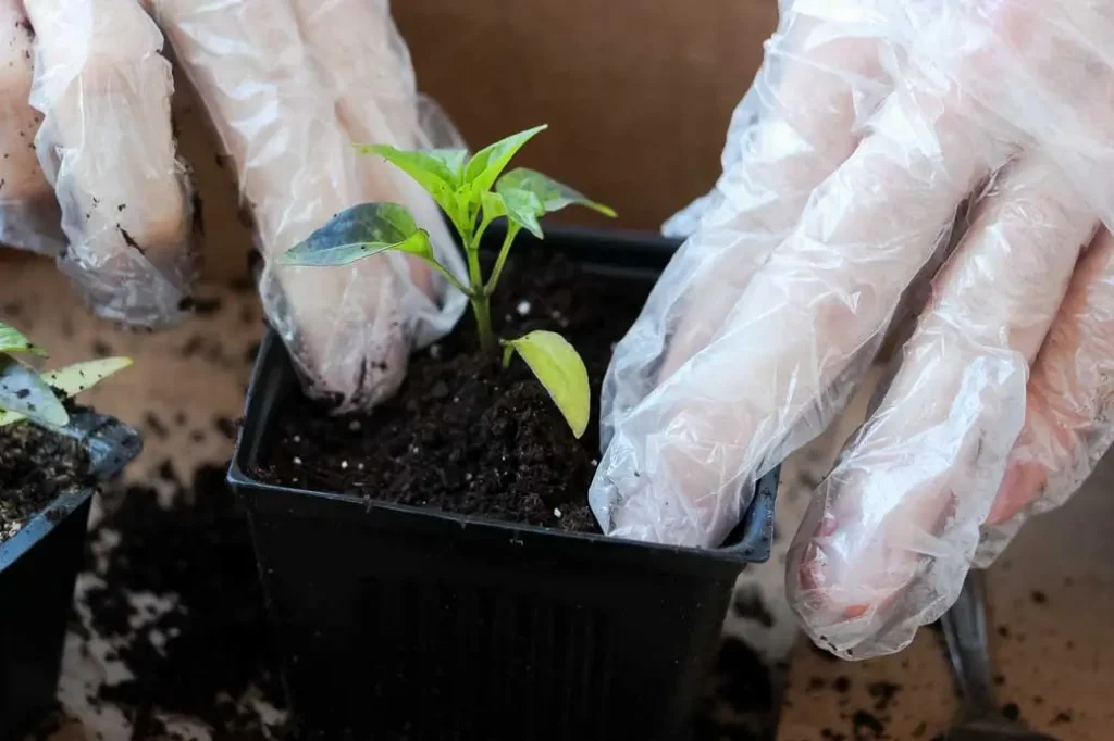 Transplanting Seedlings ghost pepper