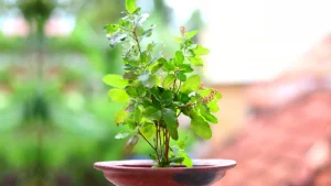 Holy Basil (Tulsi)