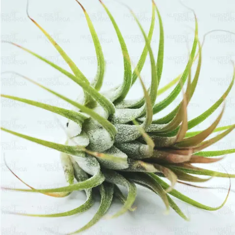 Tillandsia Plant