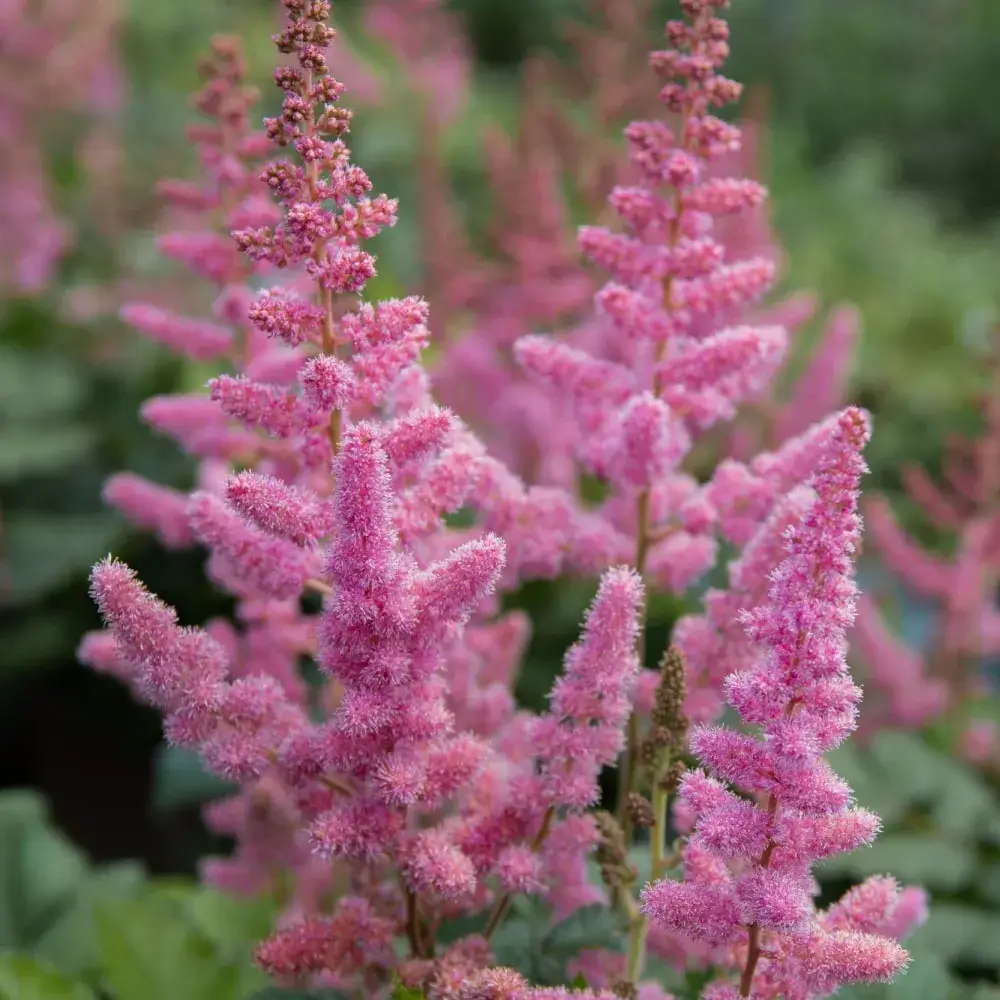 Perennial flowers