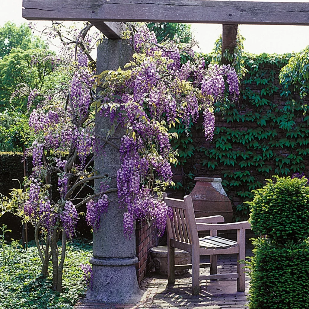 Wisteria