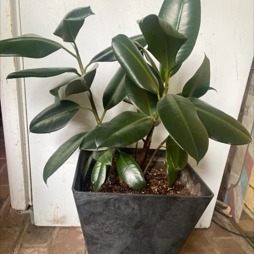 Rubber plant