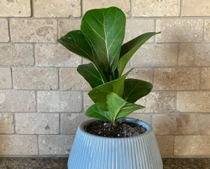 Fiddle Leaf Fig