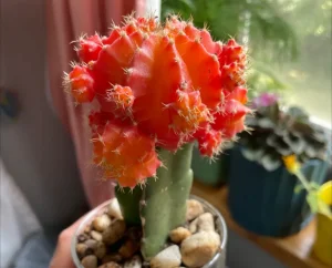 Moon Cactus