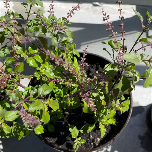 Holy Basil (Tulsi)