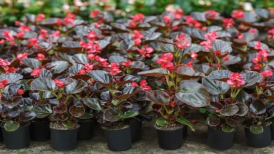 Begonia Plants