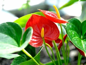 anthurium