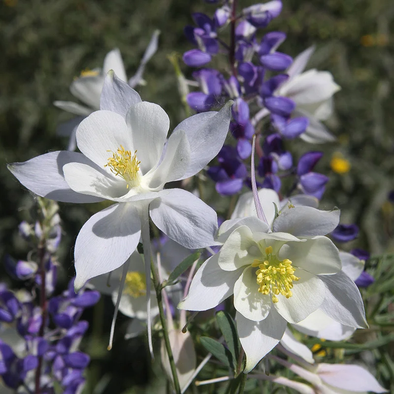 Perennial flowers